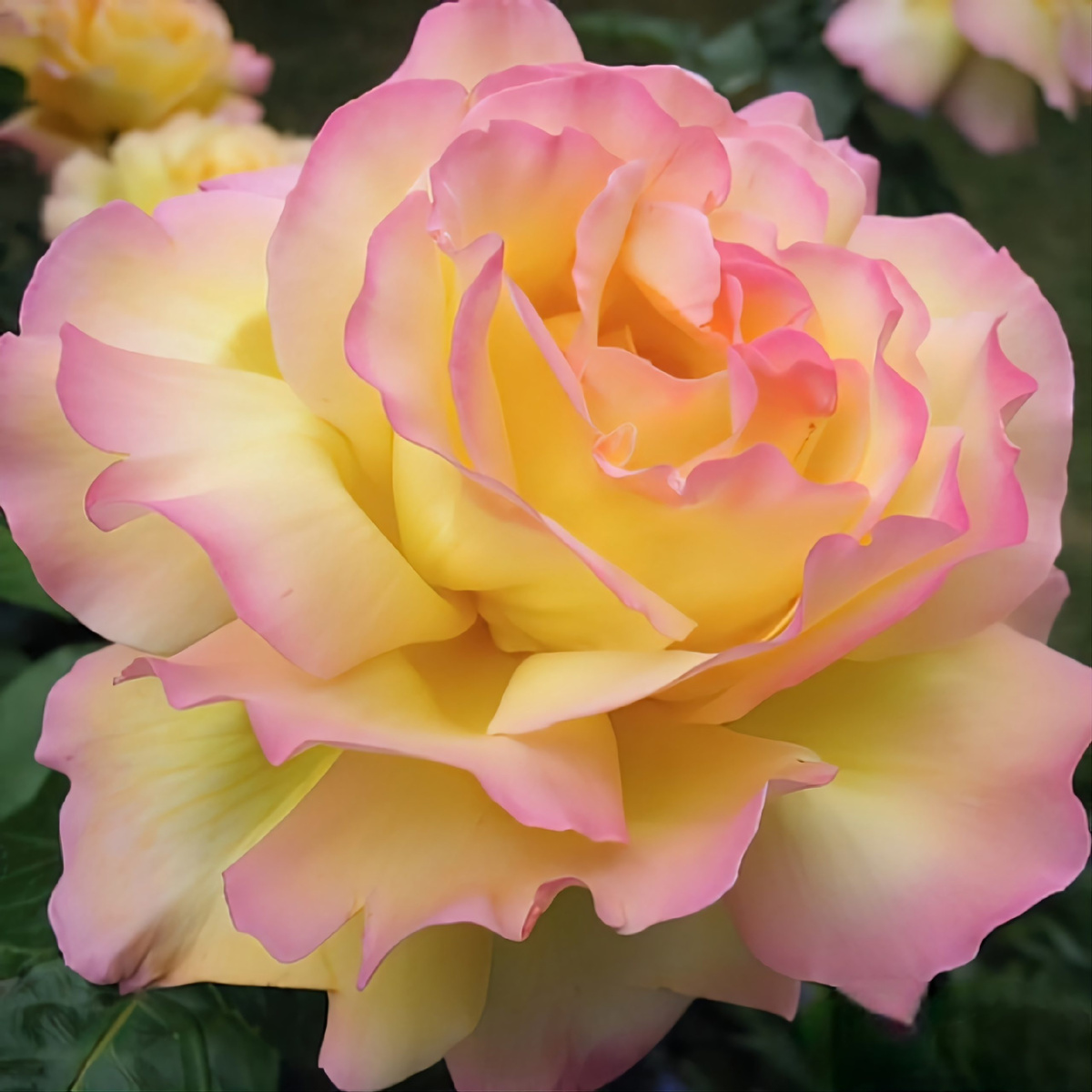 Фото: роза Глория Дей считается самым продаваемым сортов в 20 веке.