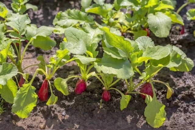    Какой самый популярный сорт редиса?