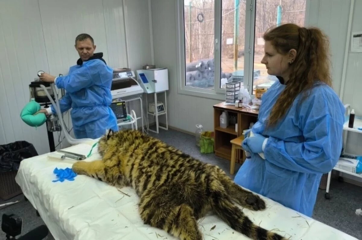    Тигрица Ольга из Приморья поправляется: вес вырос с 26 до 41 кг за 2 месяца