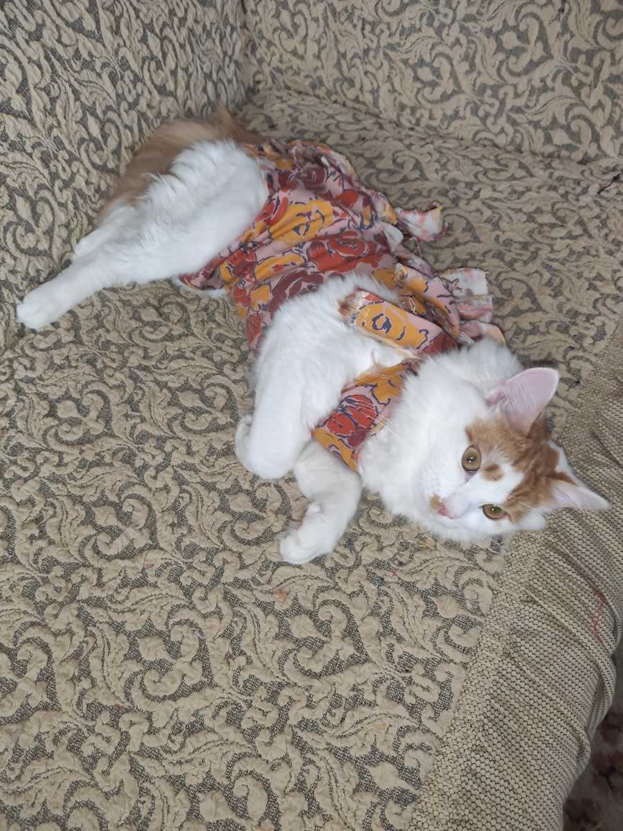 После стерилизации и кастрации на шестой день