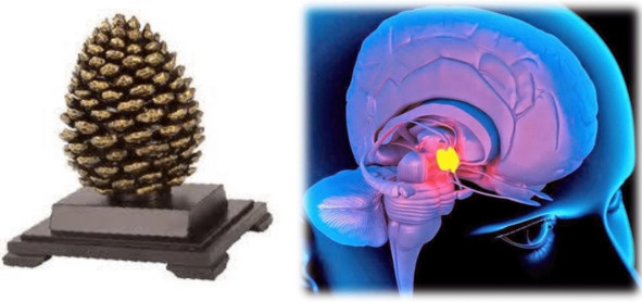 Для многих народностей, например кельтов, сосновые шишки символизировали возрождение и использовались как амулет плодородия. Они клали их под подушку на ночь. А древние римляне ассоциировали сосновые шишки с богиней любви Венерой.
