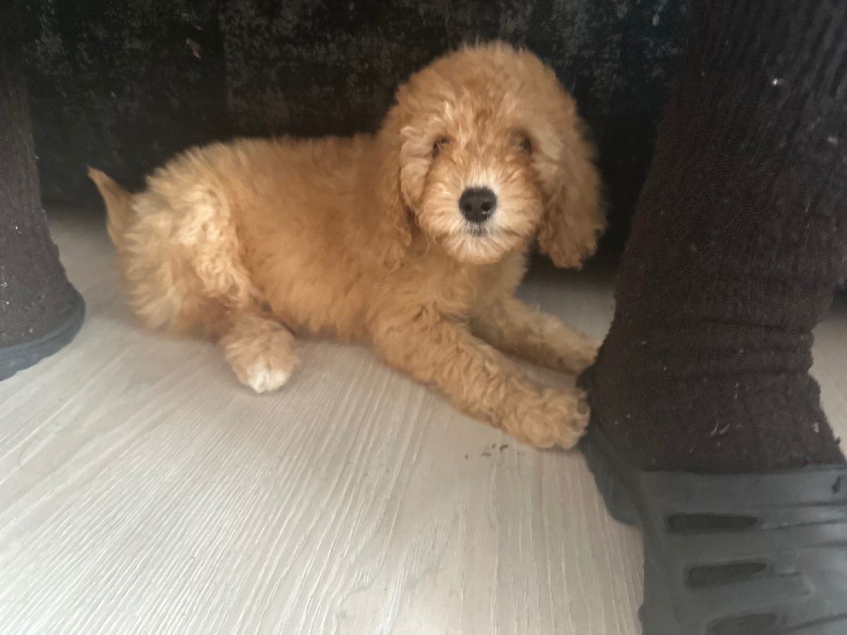 Новый друг в доме