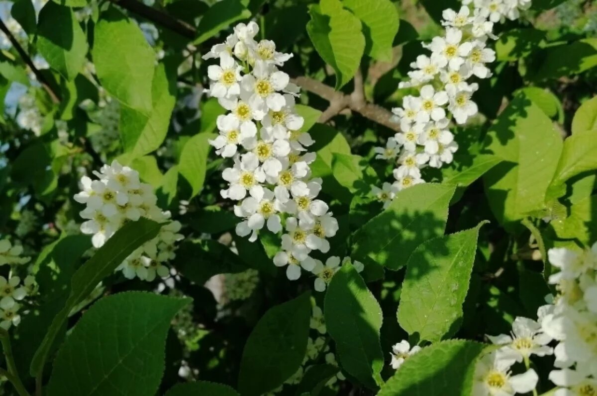    «Выжить весной»: томский аллерголог рассказала о лечении аллергии в Сибири