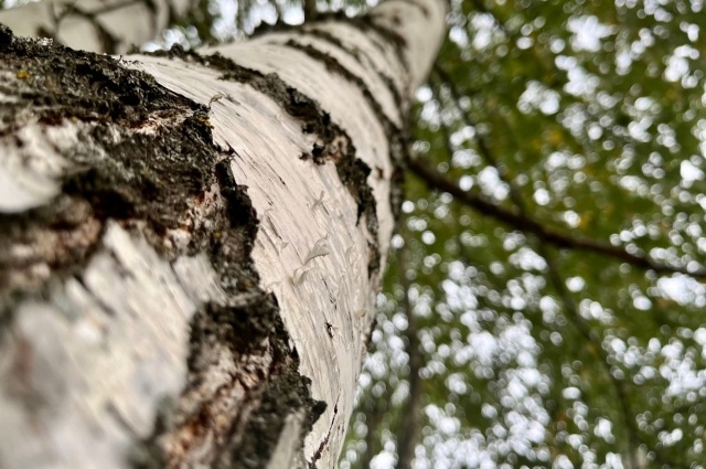    Фото:  АиФ/ Дмитрий Рудяк