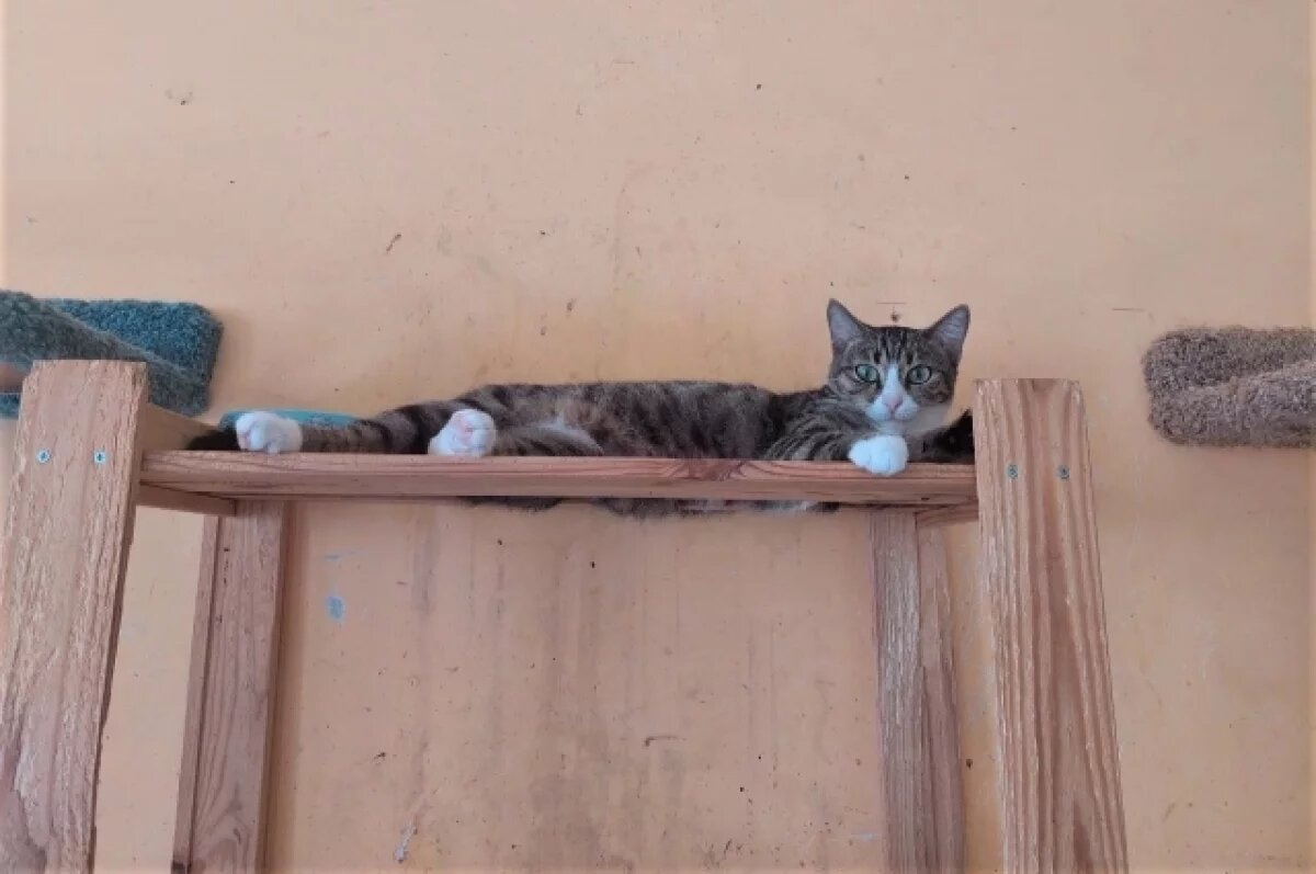    В Тюмени появились вакансии котонянь