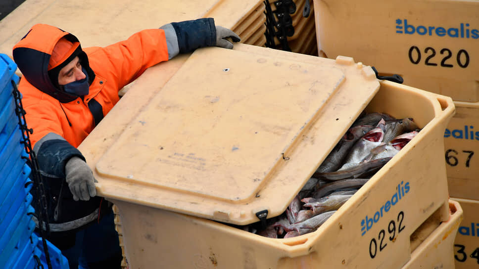 Перегрузка рыбы с судна на причал.📷Фото: Ирина Бужор / Коммерсантъ