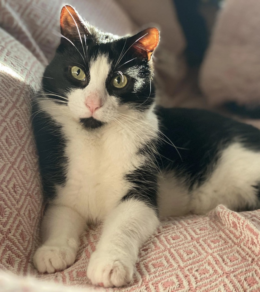 Кот по имени Пион