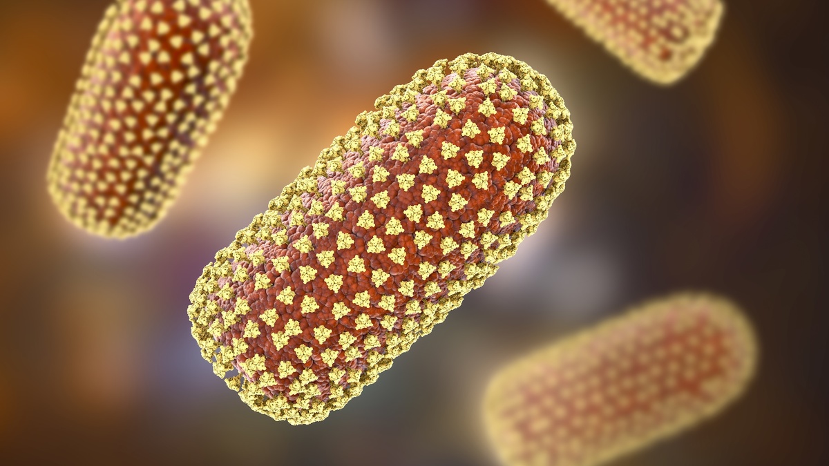    Смертельный случай заражения бешенством через пересадку почки в США