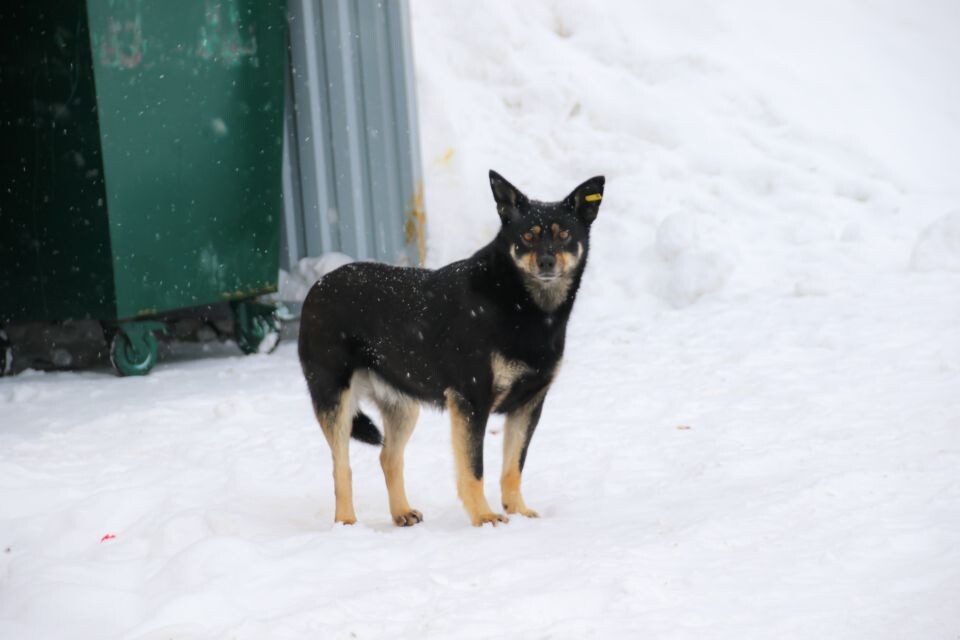    Бродячие собаки . Источник: Виталий Барабаш