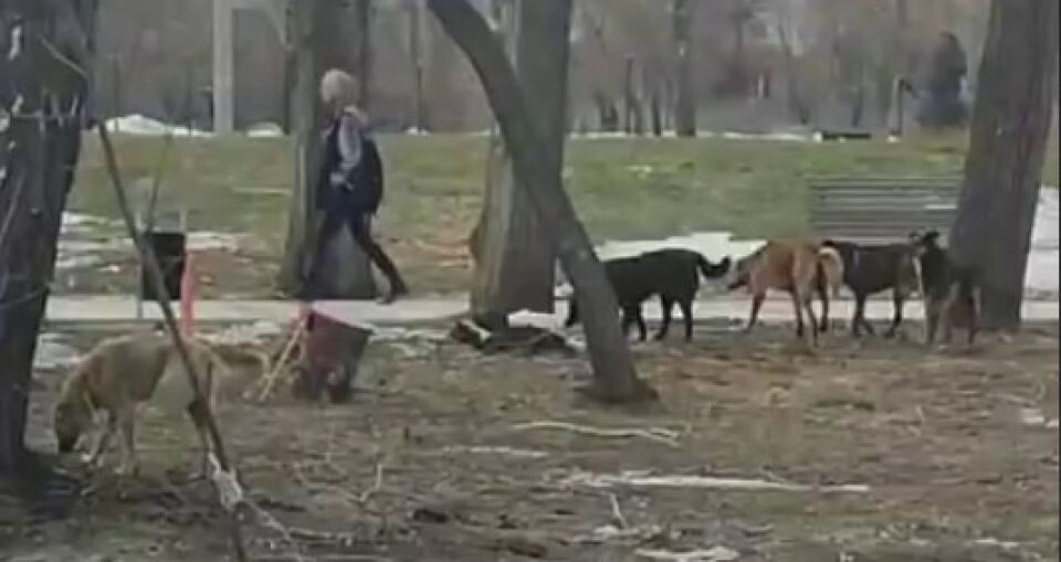    Бродячие собаки. Источник: t.me/park_izumrudnyi