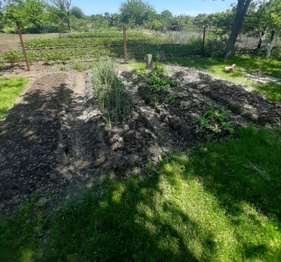 А это фото (22-го года) прислали хозяева нашего дома. Разработали часть газона и кое-что посадили.