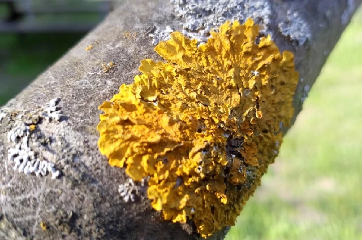    IMA Fungus: лишайники могут выжить в приближенных к марсианским условиях