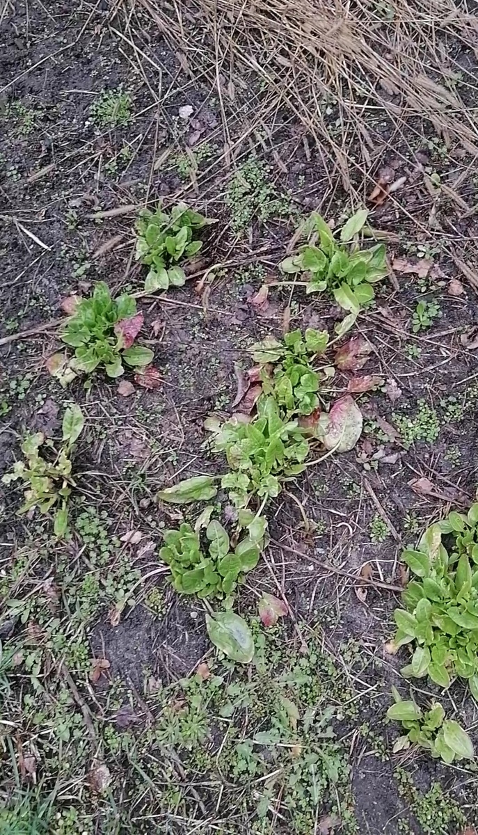 Первая зелень