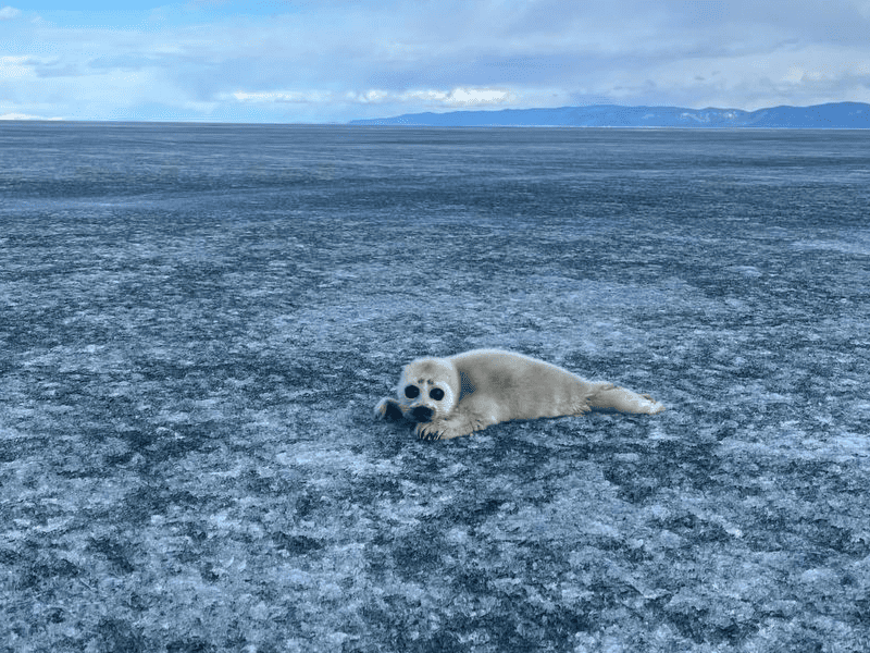 © Фото: t.me/volna_olkhona
