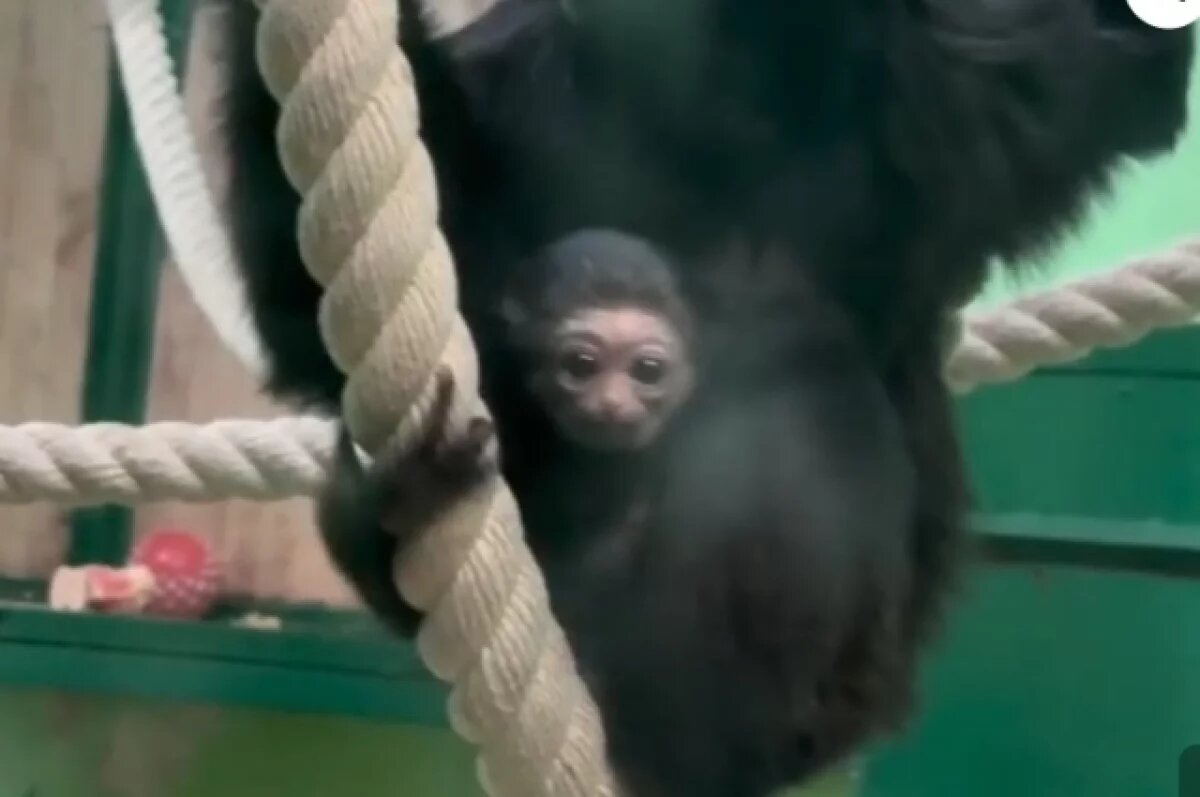    В челябинском зоопарке родился гиббон-метис