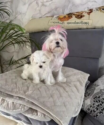     Источник: Авито