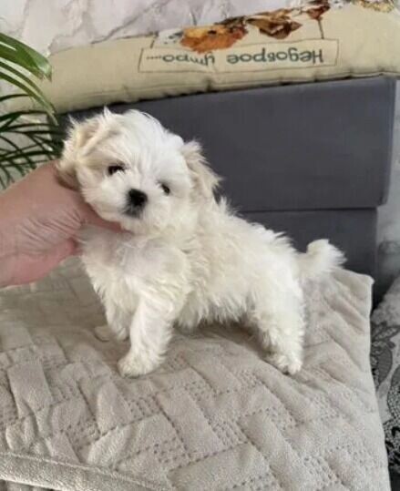     Источник: Авито