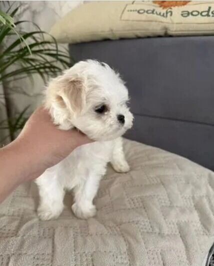     Источник: Авито