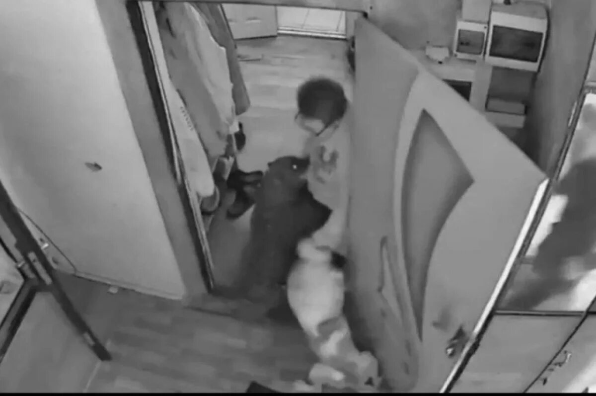    Две собаки породы стаффорд напали на пенсионерку в Сочи