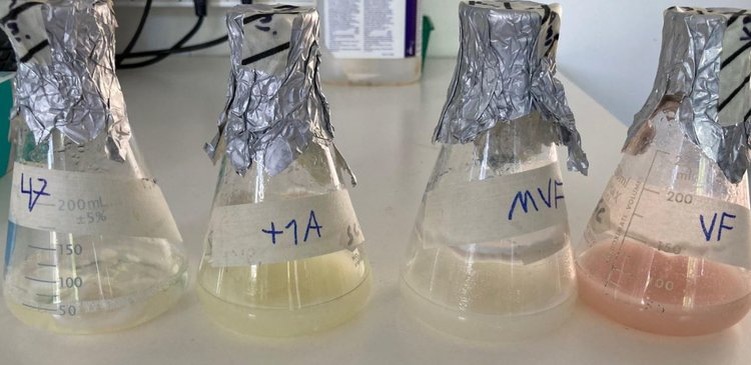    Скрытые сигналы в воде выявляют болезни томатов на ранних стадиях