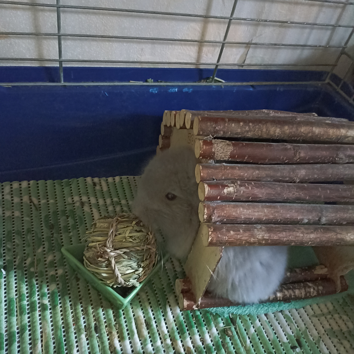 Вместо тортика - шарик тимофеевки