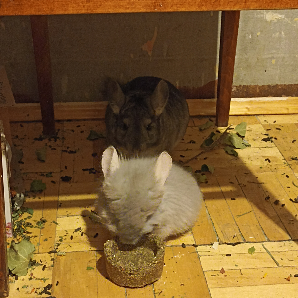 А не надо оставлять подарки без присмотра. 