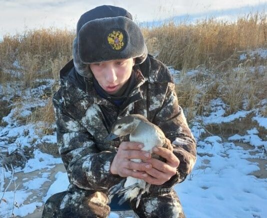    Фото из телеграма Центральносибирского заповедника Ольга Шмырева