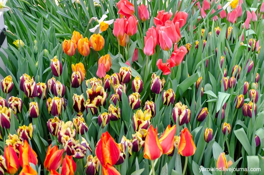 Тюльпаны
