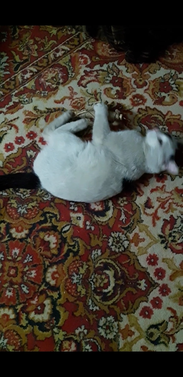 Антистресс от Йосиных выходок.