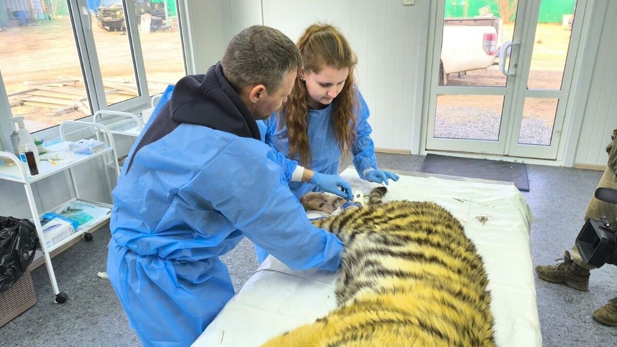     Источник: МРОО «Центр тигр»