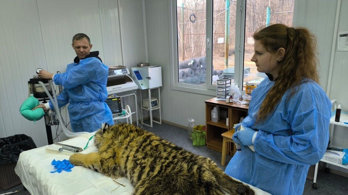     Источник: МРОО «Центр тигр»