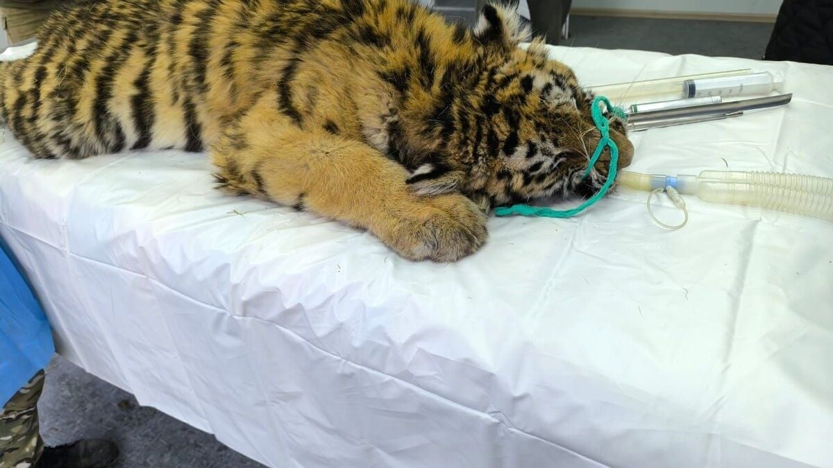     Источник: МРОО «Центр тигр»