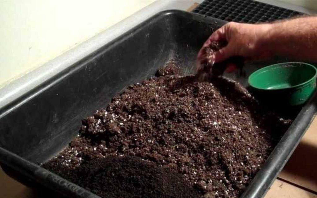 Надо сразу позаботиться об исключении ошибок, из-за которых рассада будет плохо расти