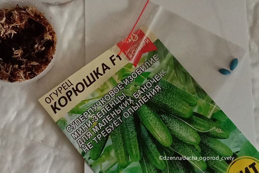 Огурцы "Корюшка". Фото автора.