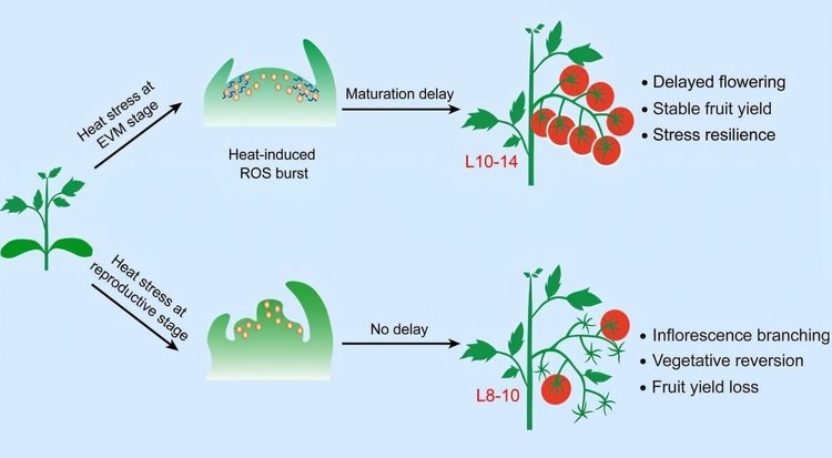     Помидоры оказались способными впадать в состояние покоя в жару для самосохранения
