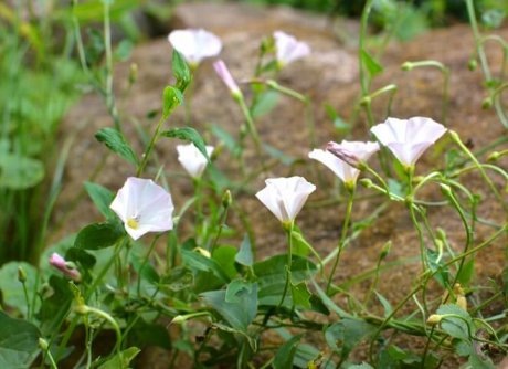 КАК БОРОТЬСЯ С ВЬЮНКОМ НА УЧАСТКЕ