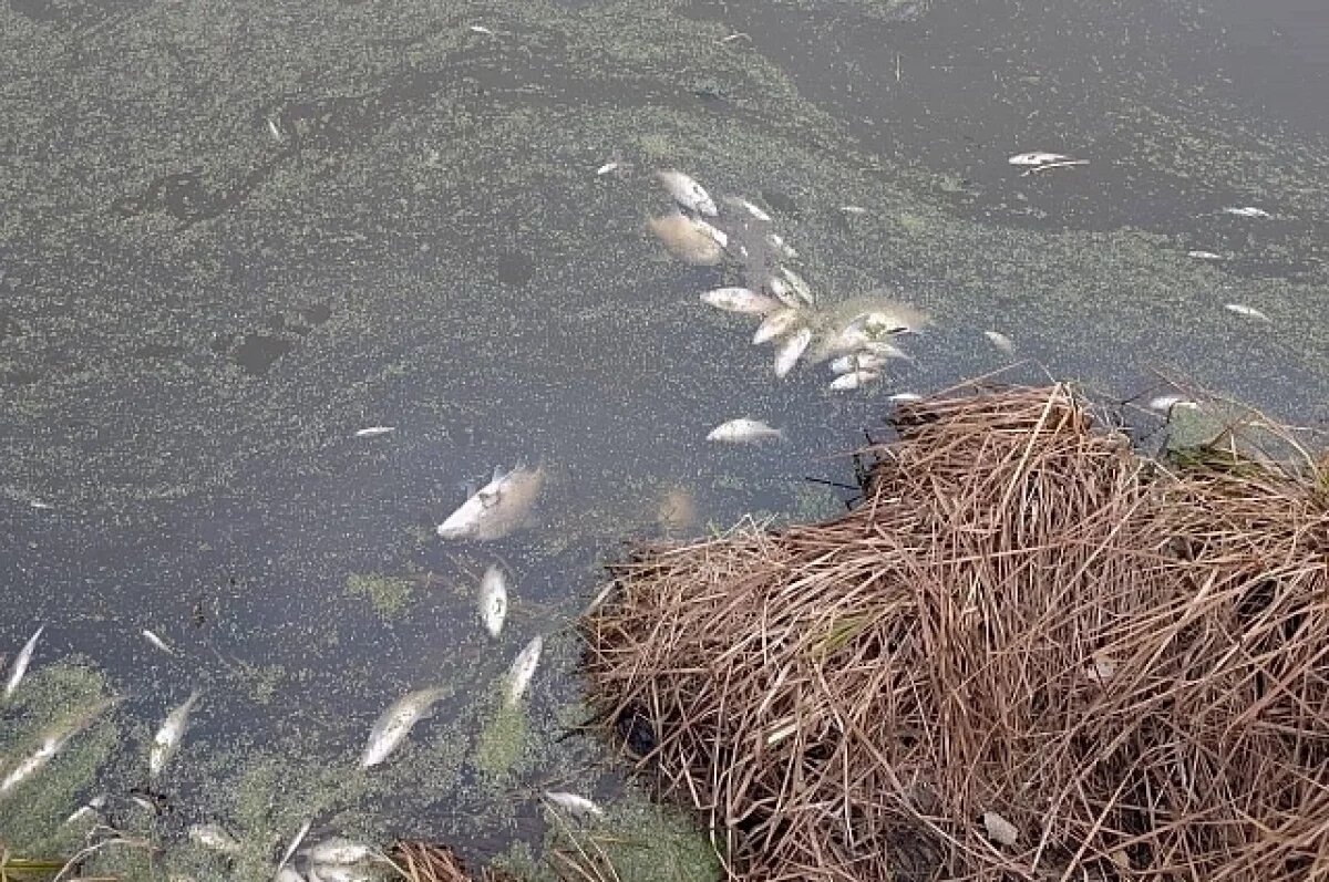    Мор рыбы зафиксировали на водоеме под Нижним Тагилом