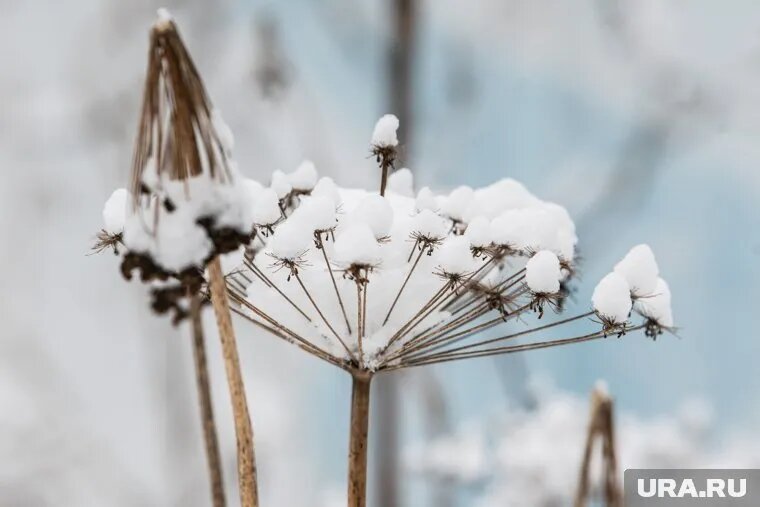 Борщевик будут уничтожать механически. Фото: Илья Московец © URA.RU