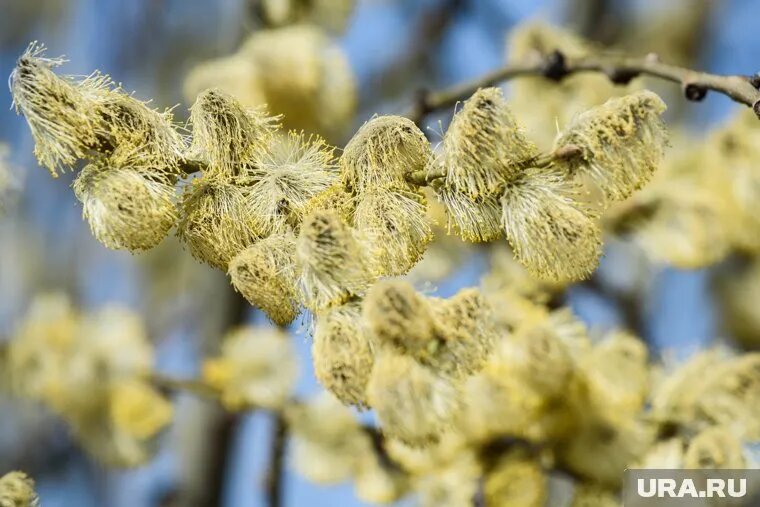 В Кургане с начала 2025 года отмечено уже 10 температурных рекордов. Фото: Илья Московец © URA.RU