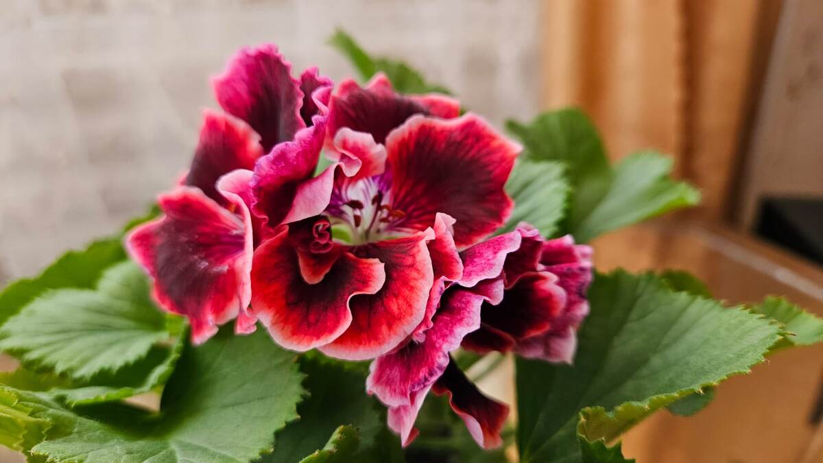 Ну как не дать им погибнуть?