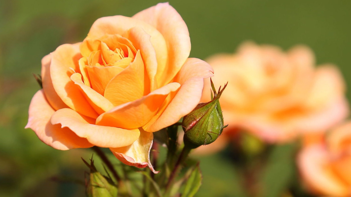 Чайно-гибридная роза сорта Климентина после двух месяцев применения профессиональной системы подкормки. 