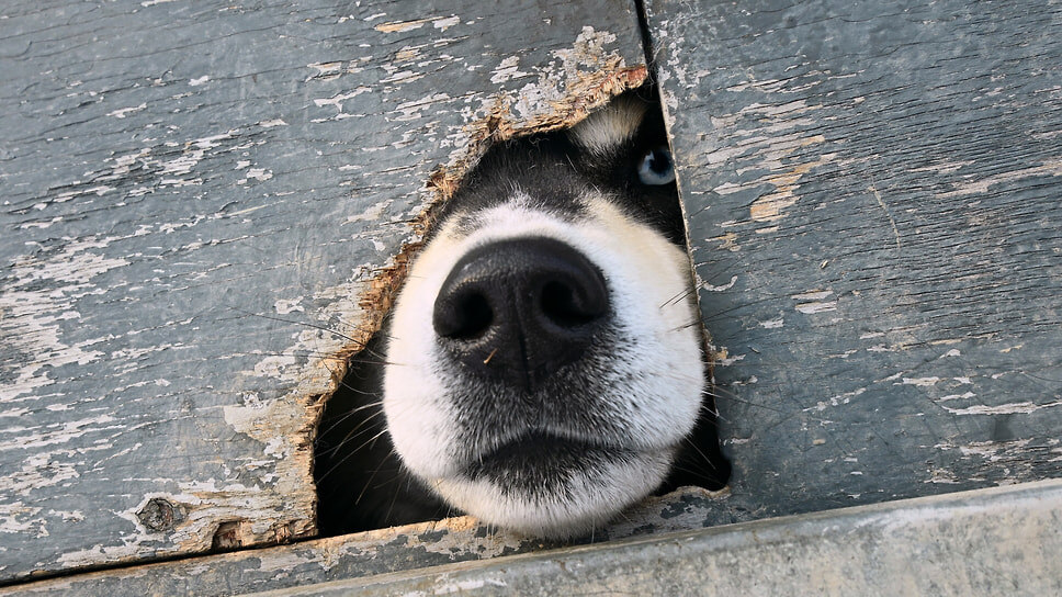 Фото: Ирина Бужор / Коммерсантъ