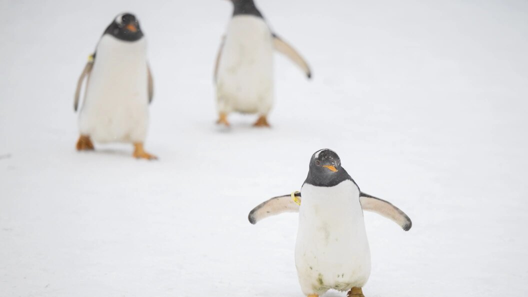    © Zhang Tao/Globallookpress