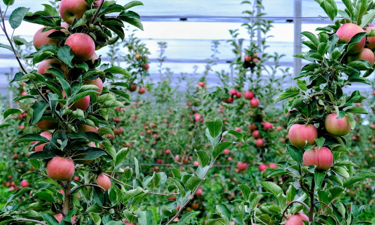    Фото пресс-службы администрации Краснодарского края