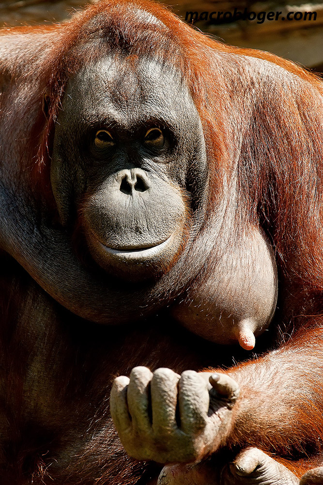 Орангутаны (оранги) московского зоопарка