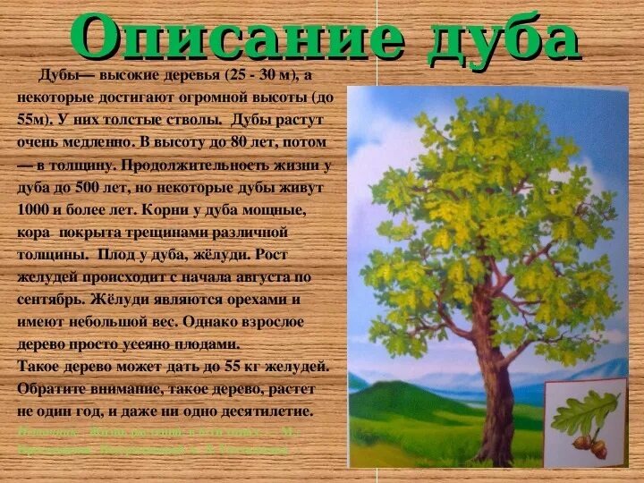 В чем особенности сообщества дубового леса