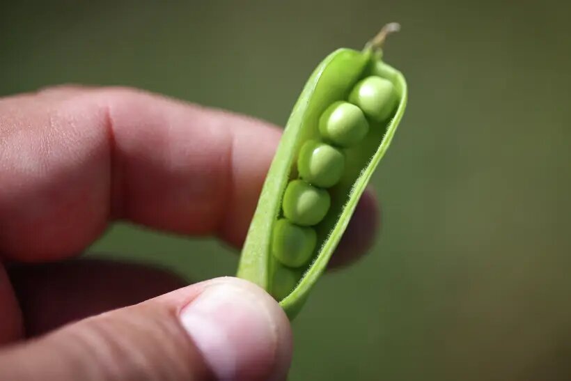     © РИА Новости. Виталий Тимкив