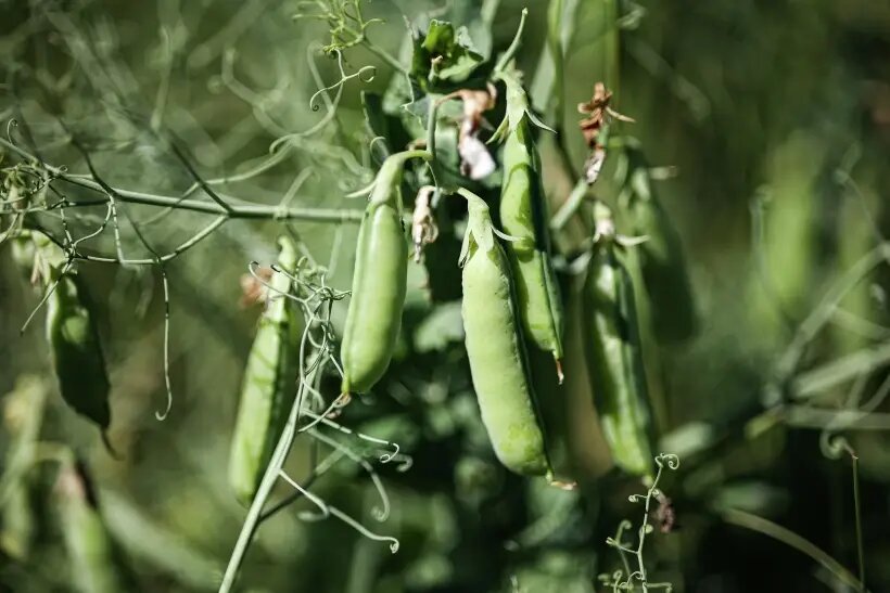  Горох можно условно разделить на три основные группы   ©РИА Новости. Виталий Тимкив