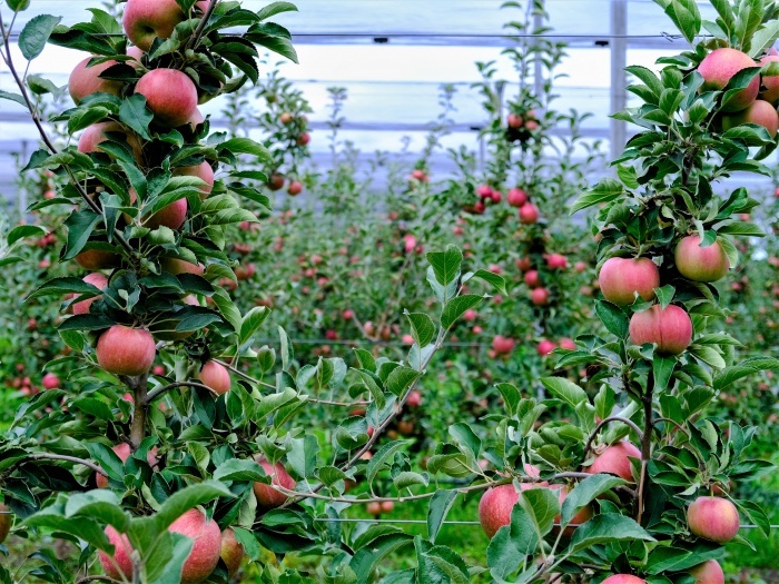    администрация Краснодарского края