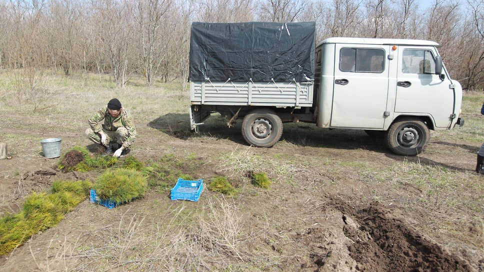 К реализации проекта приступили представители Шолоховского Государственного автономного учреждения Ростовской области «Лес» и филиала Федерального бюджетного учреждения «Всероссийский научно-исследовательский институт лесоводства и механизации лесного хозяйства» «Южно-европейская научно-исследовательская лесная опытная станция» приступили к реализации проекта в Ростовской области..📷Фото: Василий Дерюгин, Коммерсантъ